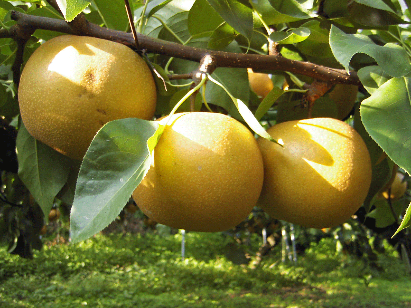 梨狩り園、梨の品種はあきづき