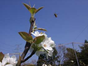 梨の交配に蜂も大活躍